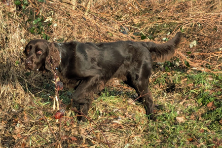 Keiko von der Frankenhöhe