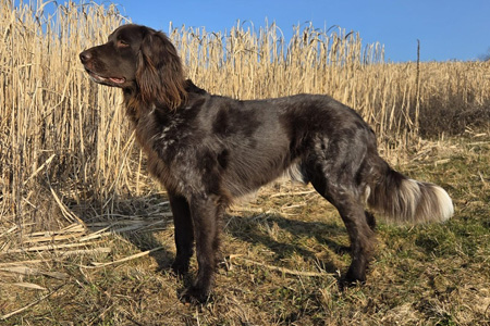 Mats II von der Schmiede