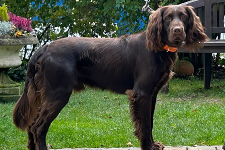 Max vom Deutschen Orden