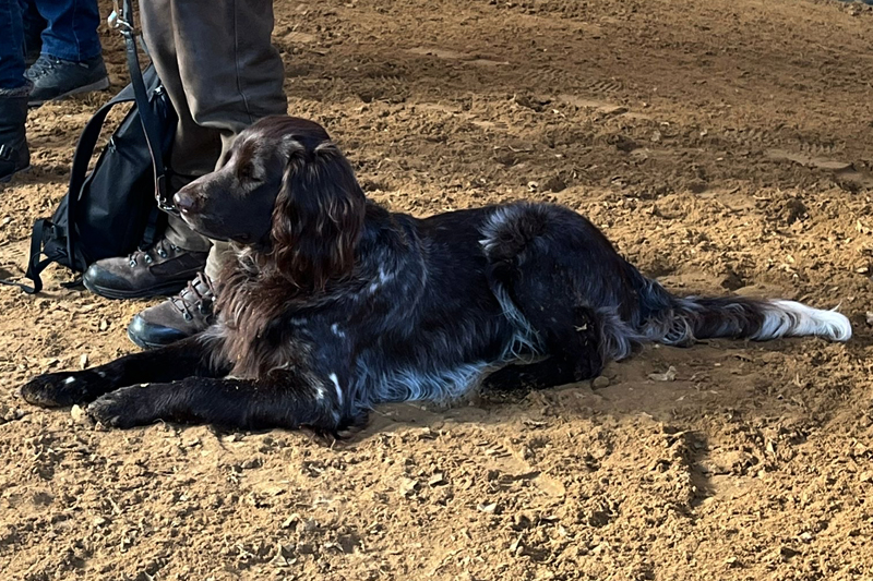Zuchtschau Uffenheim 2026