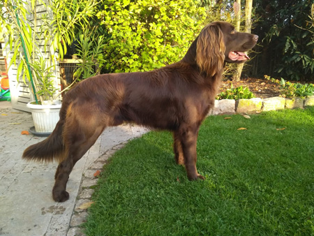 elvis v schoenrain klein